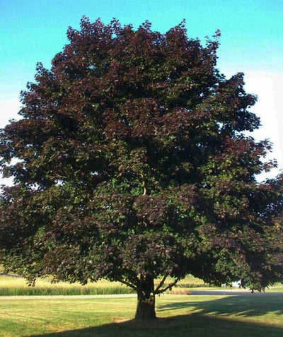 Crimson King Norway Maple planted in a landscape, outright growing tree with purple leaves that have hints of dark green