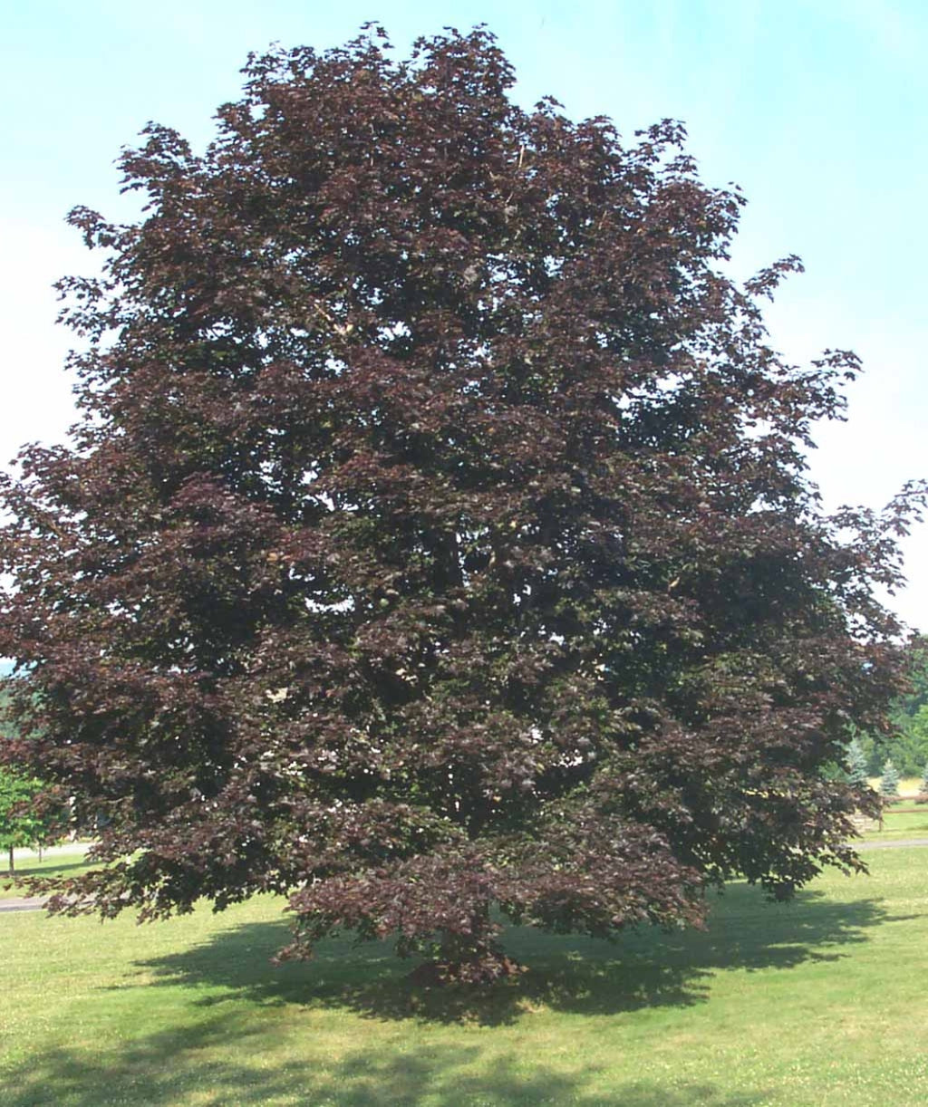 Crimson King Norway Maple planted in a landscape, outright growing tree with purple leaves that have hints of dark green