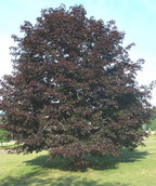Crimson King Norway Maple planted in a landscape, outright growing tree with purple leaves that have hints of dark green