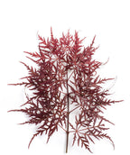 Garnet Laceleaf Japanese Maple leaf on white, dark red laceleaf foliage