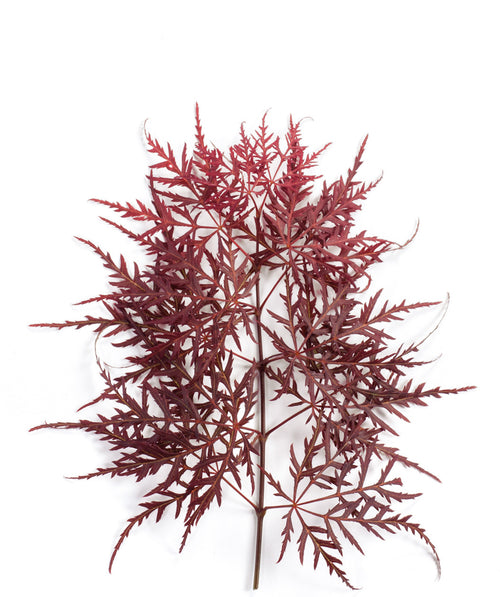 Garnet Laceleaf Japanese Maple leaf on white, dark red laceleaf foliage