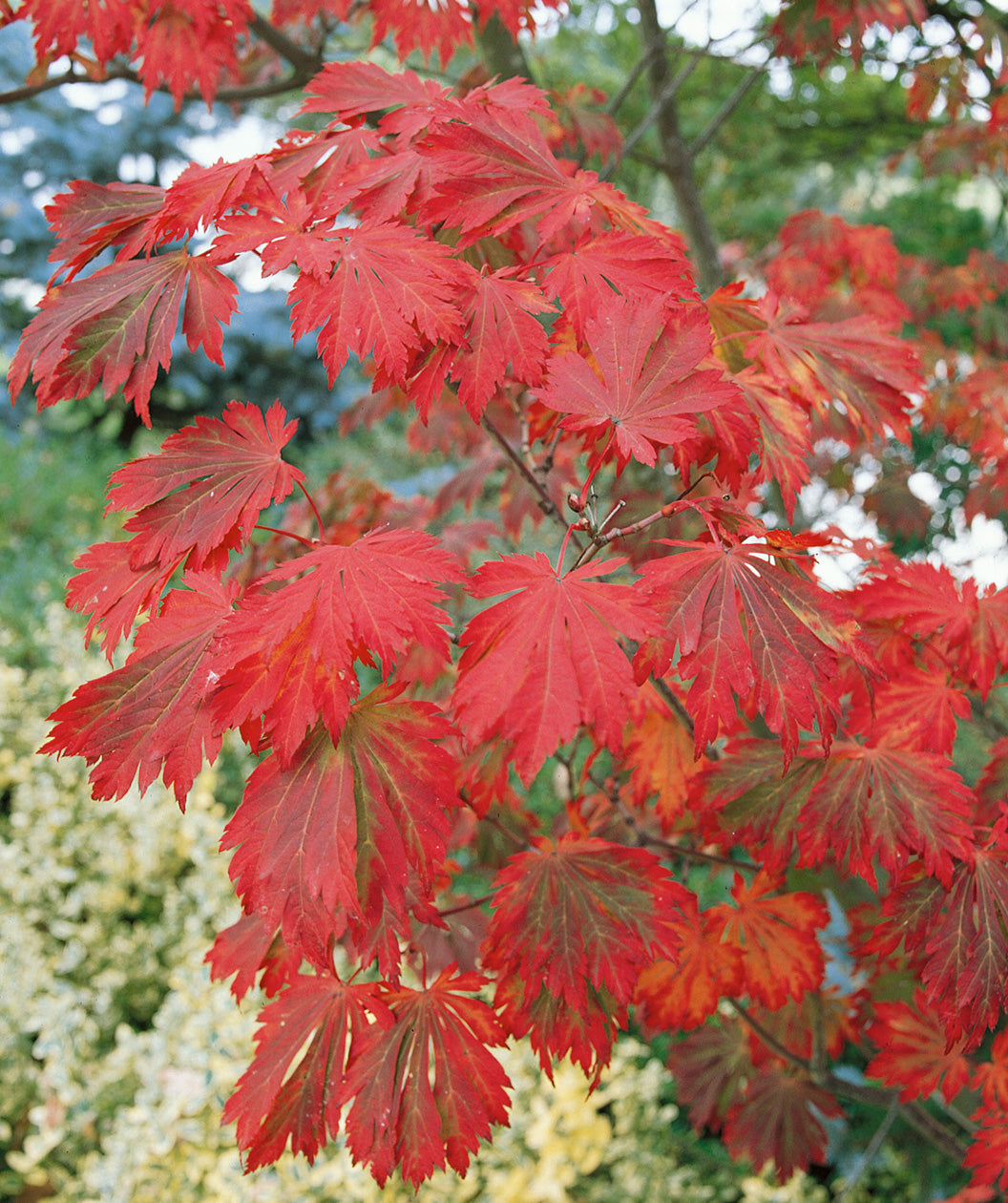 The deeply cut leaves of the Fernleaf Full Moon Maple showing off the brilliantly red fall color