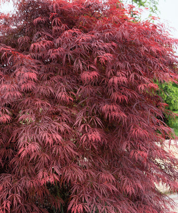 Garnet Laceleaf Japanese Maple planted in a landscape, dark red laceleaf foliage on weeping branches
