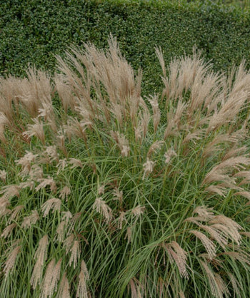 Adagio Maiden Grass planted in a landscape, long green grass foliage with golden brown wispy seed clusters