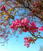 Close up of Adams Flowering Crabapple flowers, small cluster of small fragrant dark pink five petaled flowers