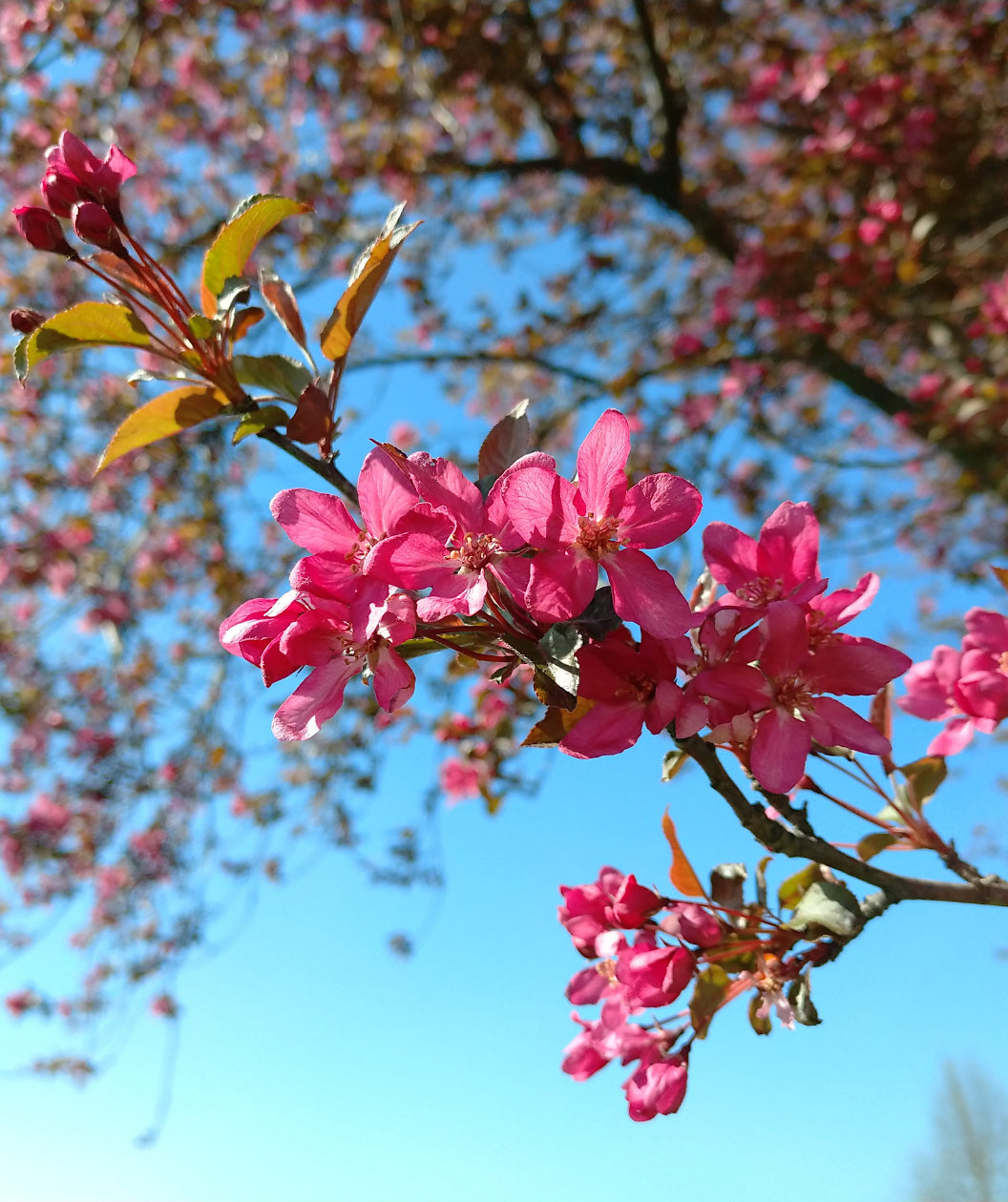 Close up of Adams Flowering Crabapple flowers, small cluster of small fragrant dark pink five petaled flowers