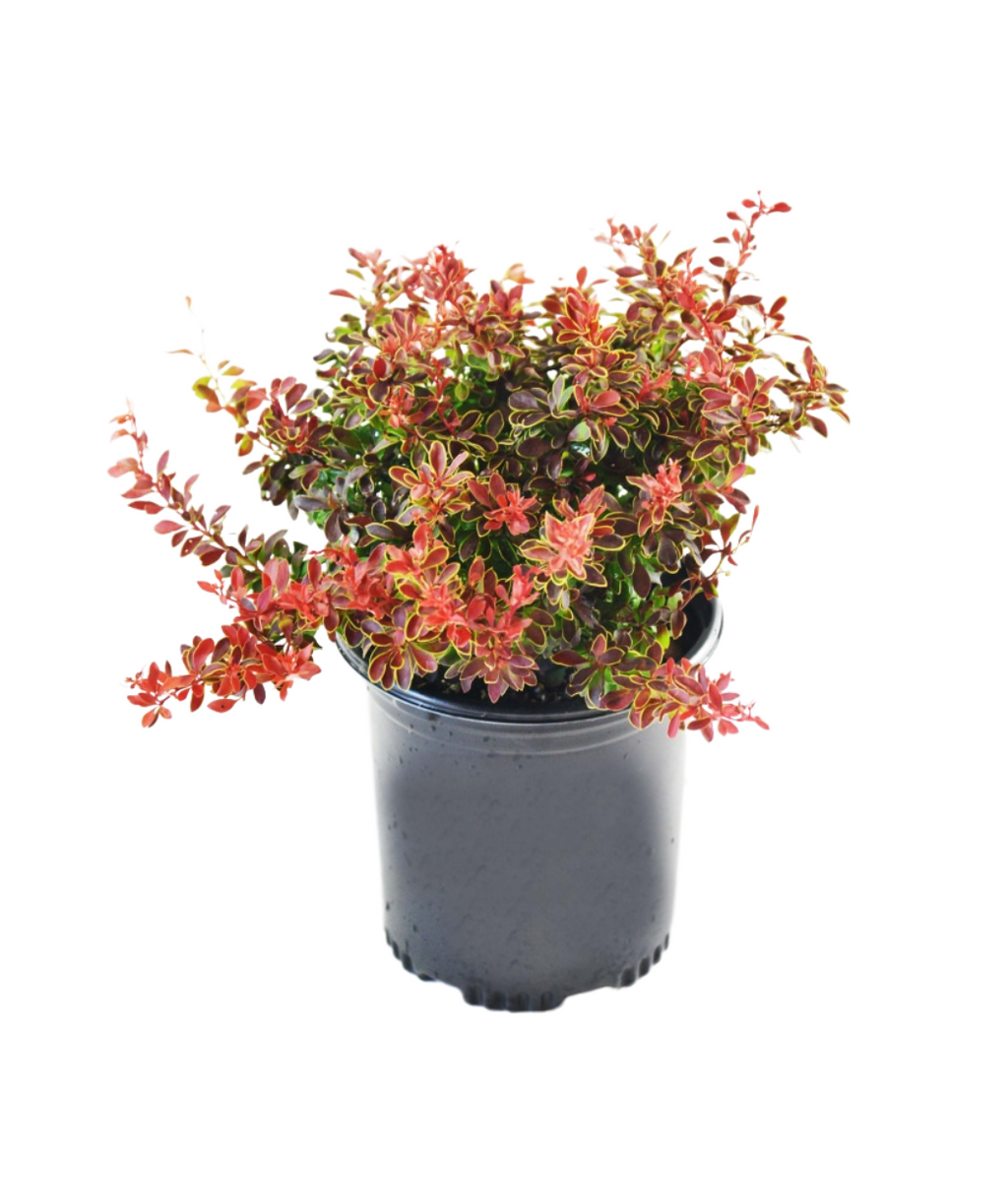 Admiration Barberry