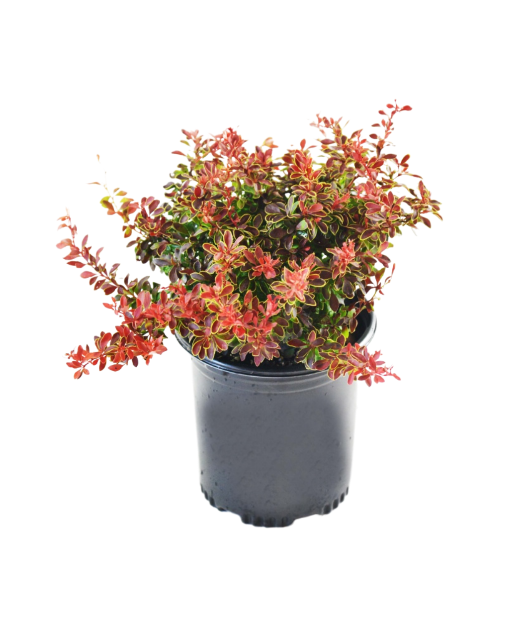 Admiration Barberry