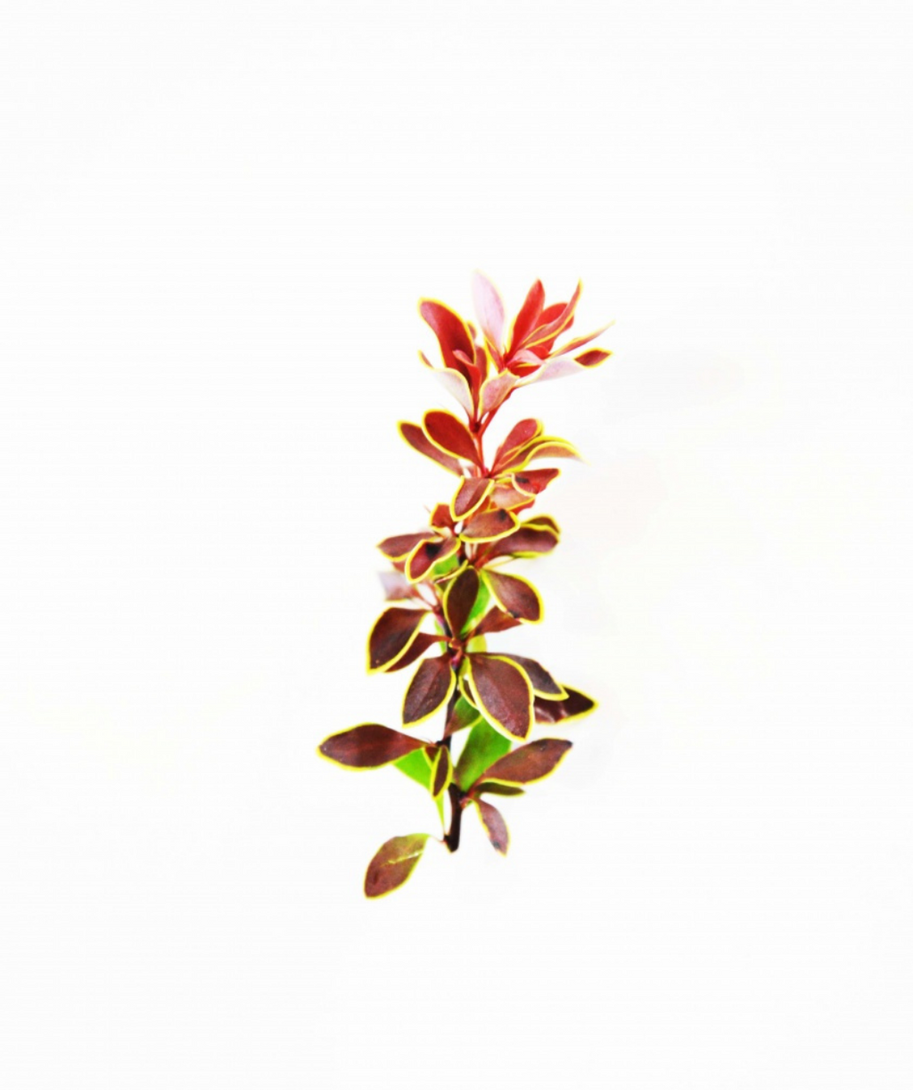 Admiration Barberry
