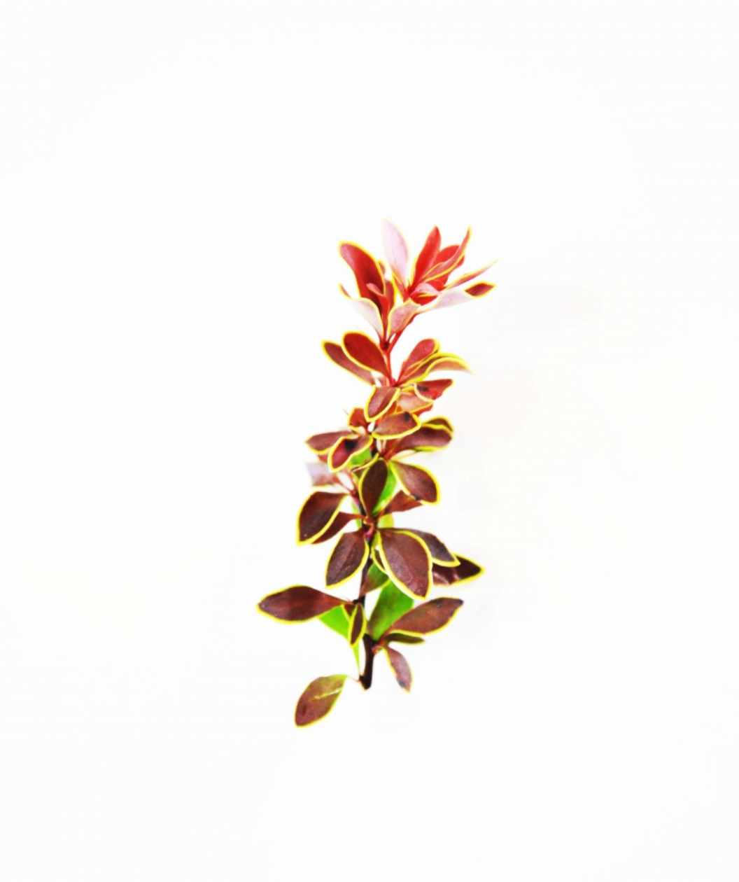 Admiration Barberry