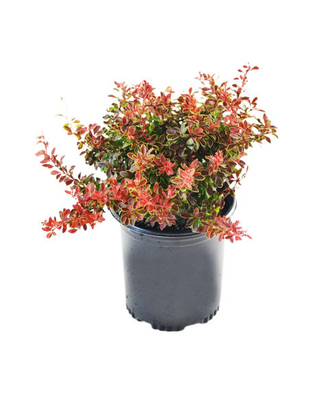 Deals TWO- #1 Gallon Potted ADMIRATION BARBERRY PP16921 (Berberis thunbergii 'Admiration') Shrubs