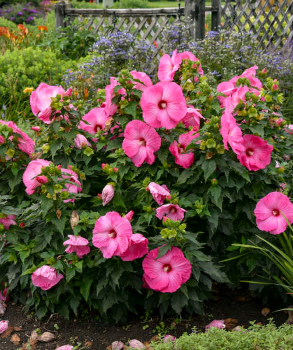 Airbrush Effect Rose Mallow planted in the landscape, large pink flowers with dark green foliage with various other shrubs planted in the background