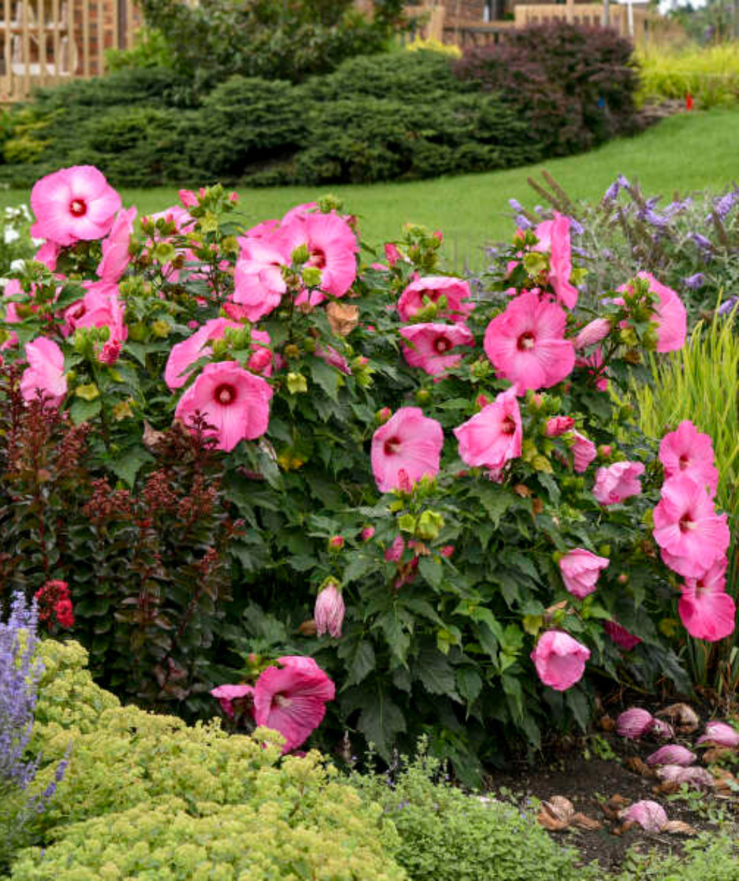 Airbrush Effect Rose Mallow growing in the landscape, large pink flowers with dark green foliage, with other shrubs growing around them