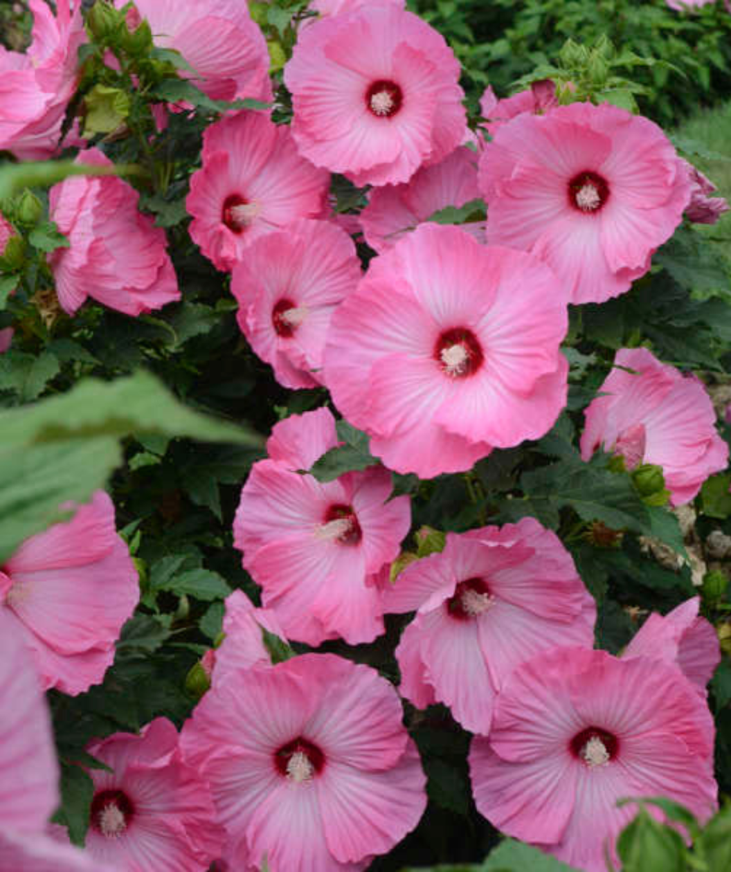 Airbrush Effect Rose Mallow close up of large pink flowers coming from dark green foliage