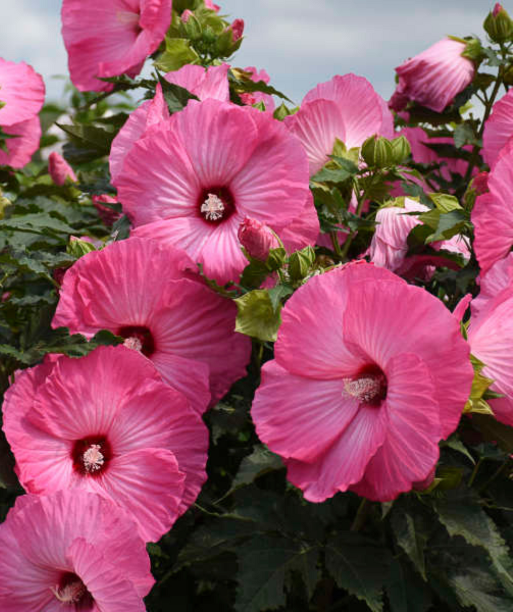 Close up of the Airbrush Effect Rose Mallow, Large pink flowers with dark green foliage