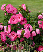 Close up of Airbrush Effect Rose Mallow planted in the landscape, large pink flowers with deep green foliage