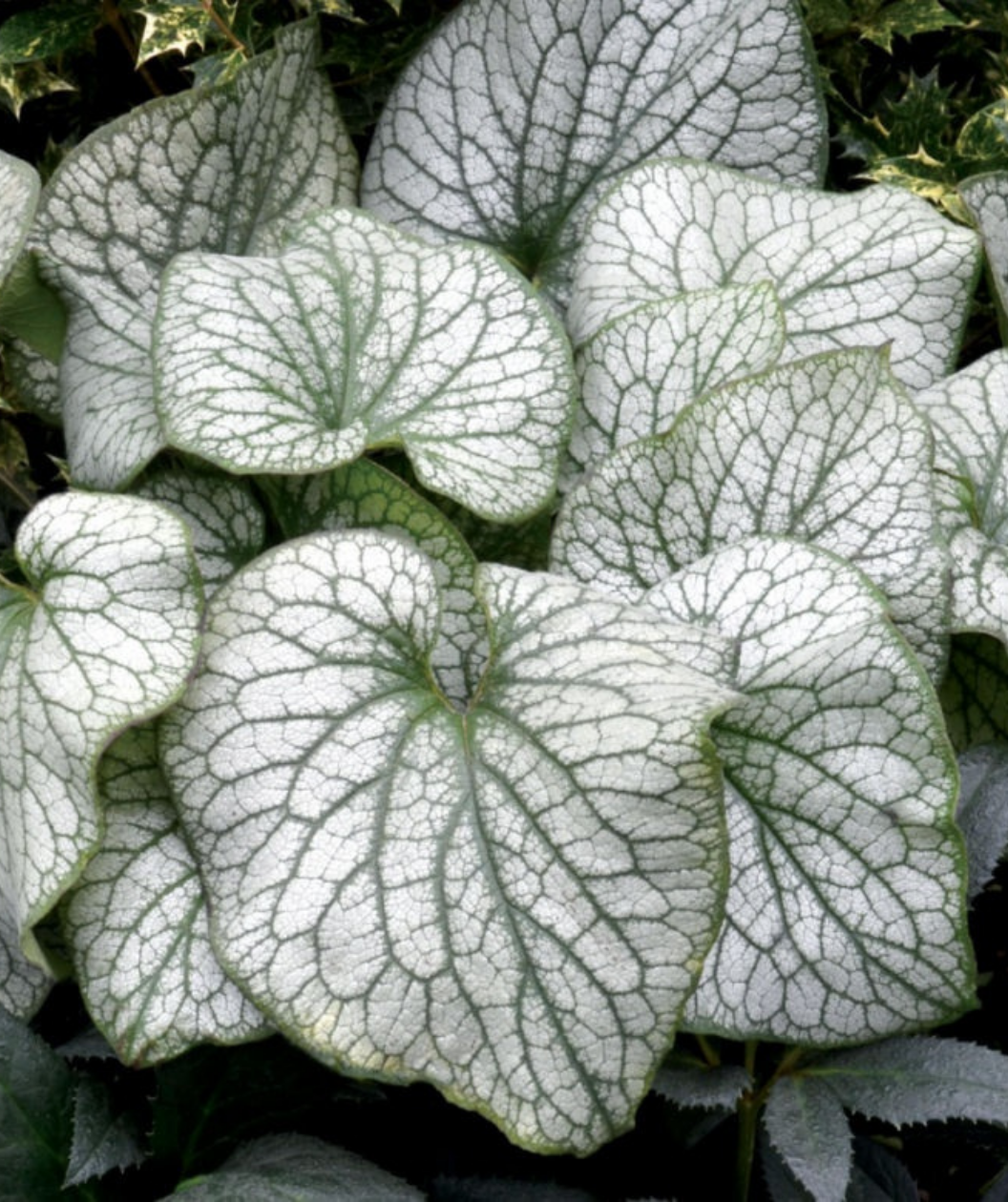 Alexanders Great Bugloss foliage