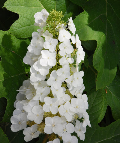 Close up of Alice Oakleaf Hydrangea flowers, pyramidal shaped cluster of small white flowers emerging from green foliage that resembles the leaves of an oak tree