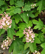 Close up of Alice Oakleaf Hydrangea planted in a landscape, pyramidal shaped clusters of small white, turning pink, flowers emerging from green foliage resembling oak leaves
