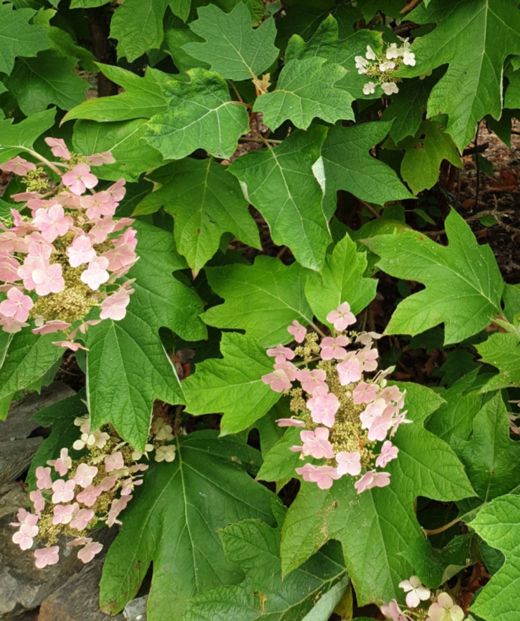Close up of Alice Oakleaf Hydrangea planted in a landscape, pyramidal shaped clusters of small white, turning pink, flowers emerging from green foliage resembling oak leaves