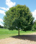 Allee Lacebark Elm planted in a landscape showing the abundance of green leaves and the shade that is created