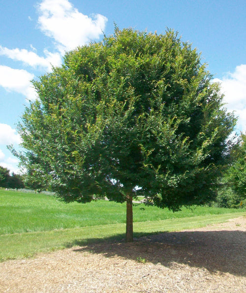 Allee Lacebark Elm planted in a landscape showing the abundance of green leaves and the shade that is created