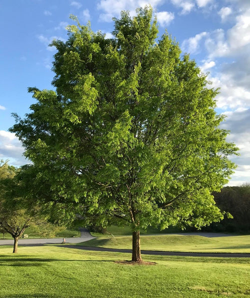 Allee Lacebark Elm planted in a landscape showing the abundance of green leaves