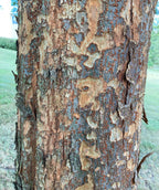 A closeup of the Allee Lacebark Elm's patchwork-like yellow, cream, and brown bark