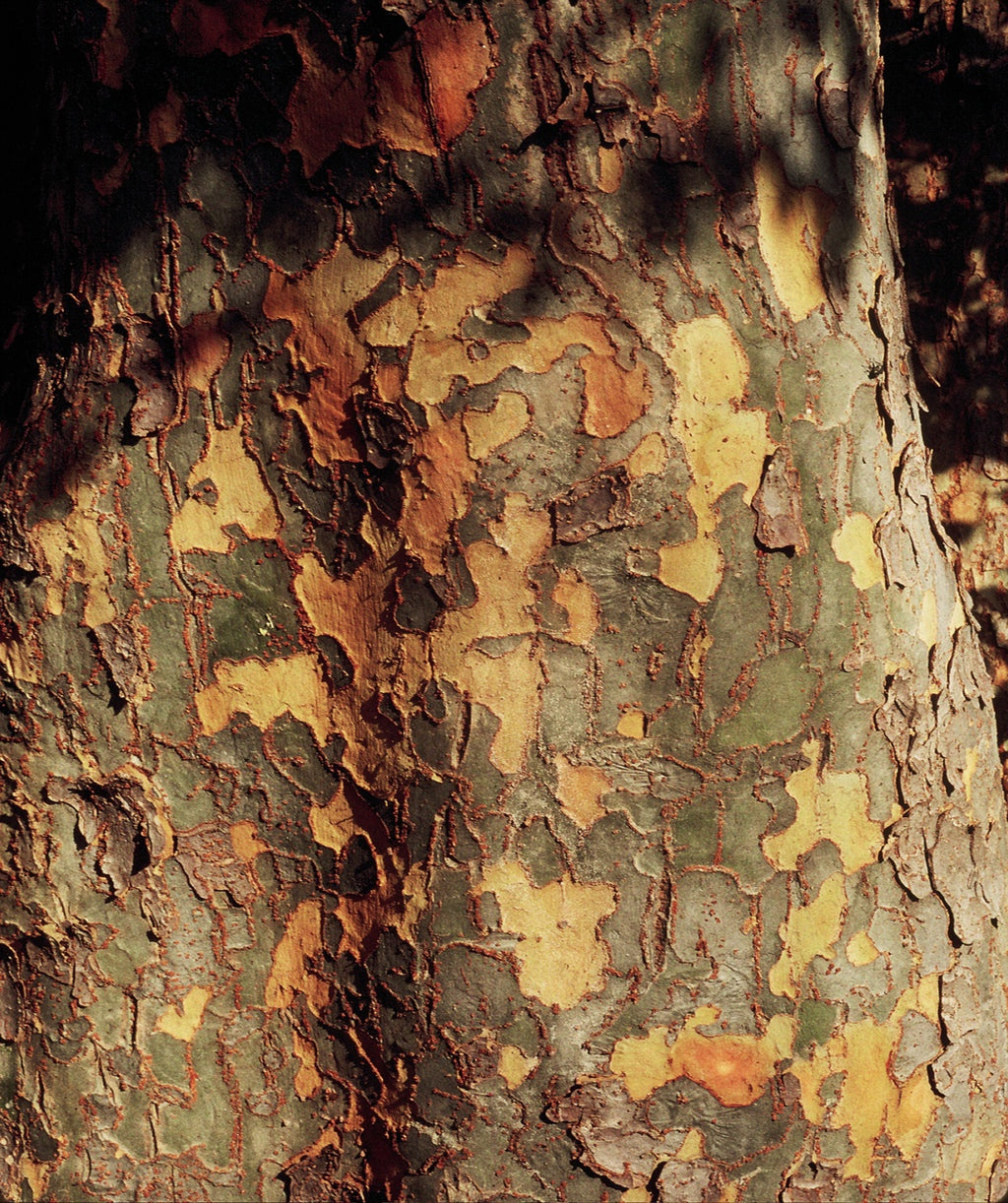 A closeup of the Allee Lacebark Elm's patchwork-like yellow, cream, and brown bark