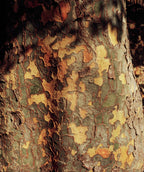 A closeup of the Allee Lacebark Elm's patchwork-like yellow, cream, and brown bark