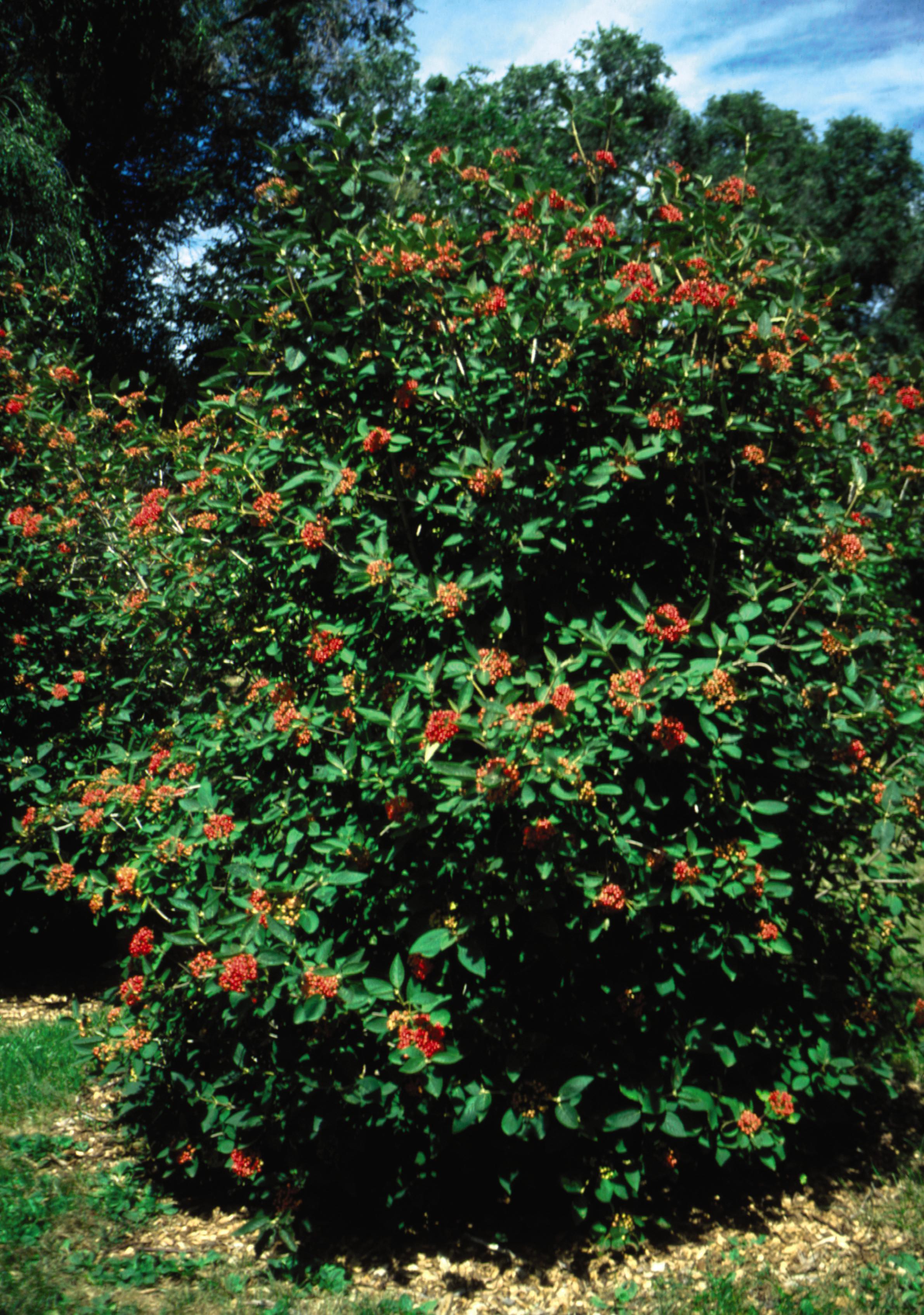Alleghany Viburnum in Bulk