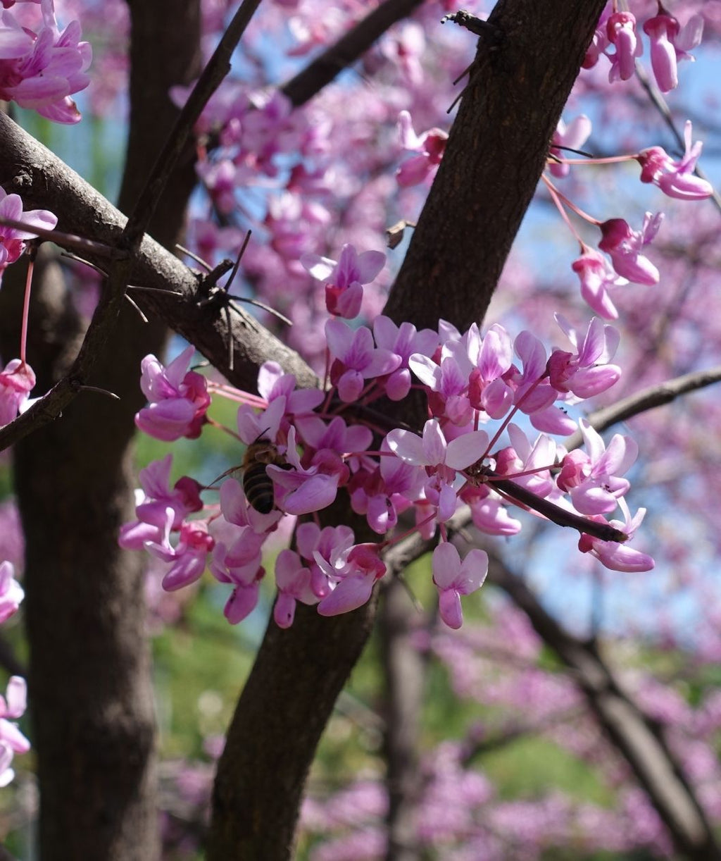 Alley Cat Redbud closeup of the blush pink flowers on the dark brown branches