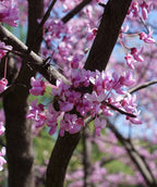 Alley Cat Redbud closeup of the blush pink flowers on the dark brown branches