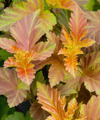 A closeup of the Amber Jubilee foliage in summer, as the colors are toned down into more subtle hues of green, yellow, orange and red