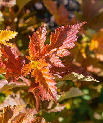 A closeup of the Amber Jubilee foliage showing off the yellow, orange and red hues 