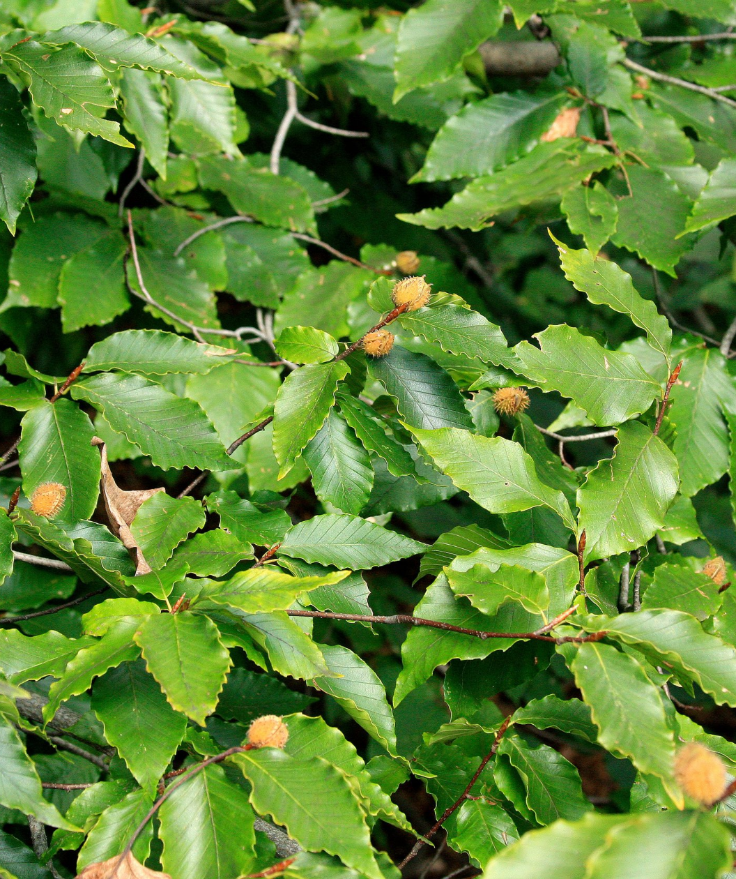A close up of the dark green foliage of the American Beech and the yellowish beech nuts that are beginning to form on the tree
