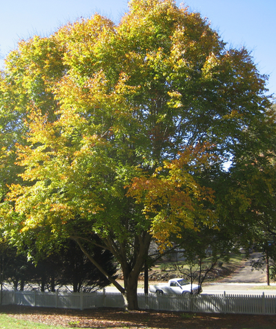 American Beech Tree planted in a landscape, covered in the dark green leaves as they transition to yellow and bronze in fall