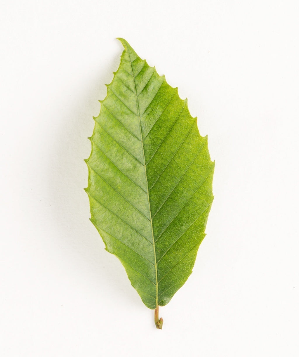 A close up of a single leaf of the American Beech Tree, showing the oval shape and bright green color on a white background