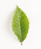 A close up of a single leaf of the American Beech Tree, showing the oval shape and bright green color on a white background