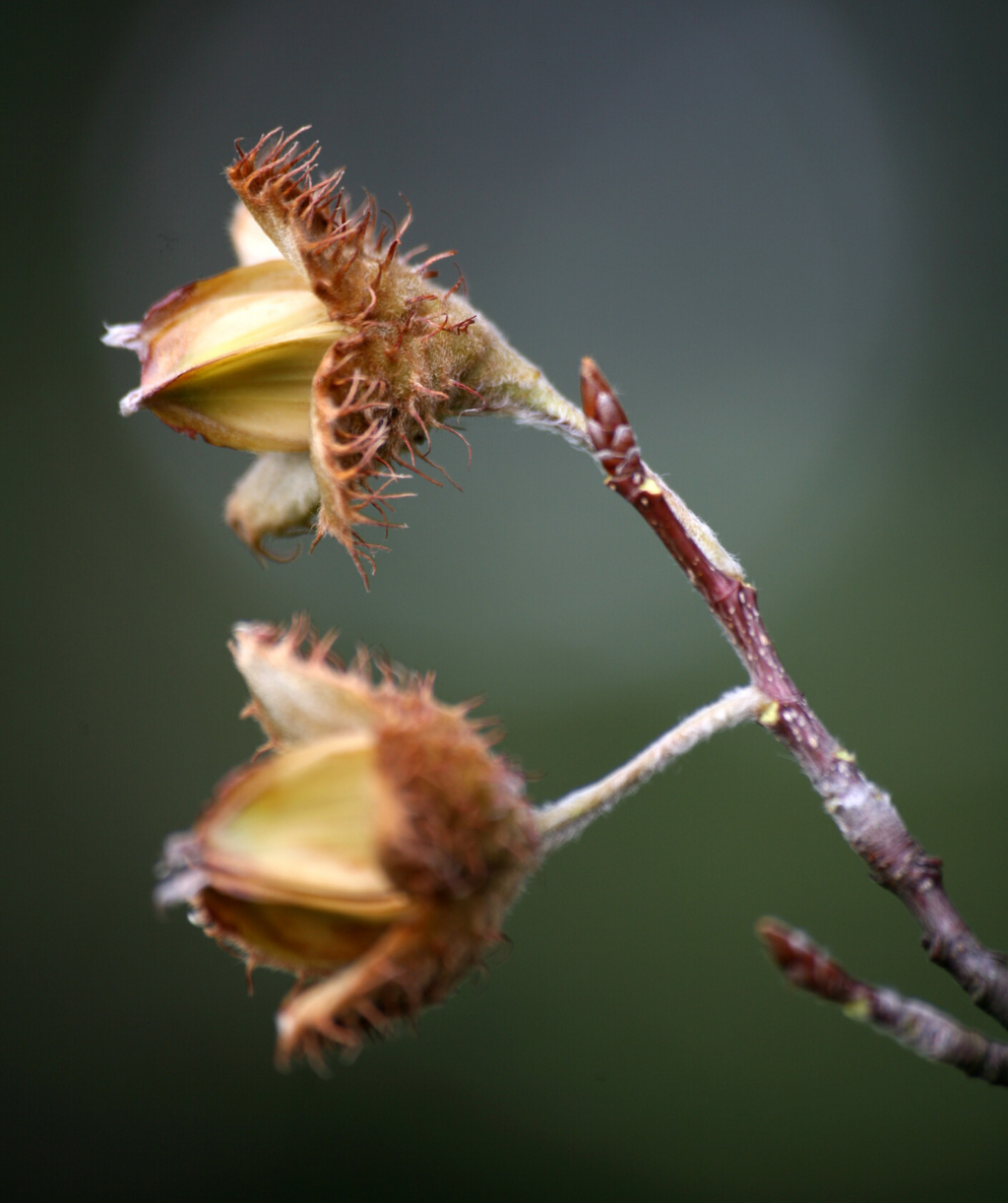 A close up of the beech nuts belonging to the American Beech tree