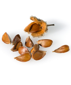 The brown Beech Nuts on a white background