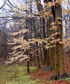 Large American Beech trees in the forest in winter, holding on to their peach to bronze color foliage 