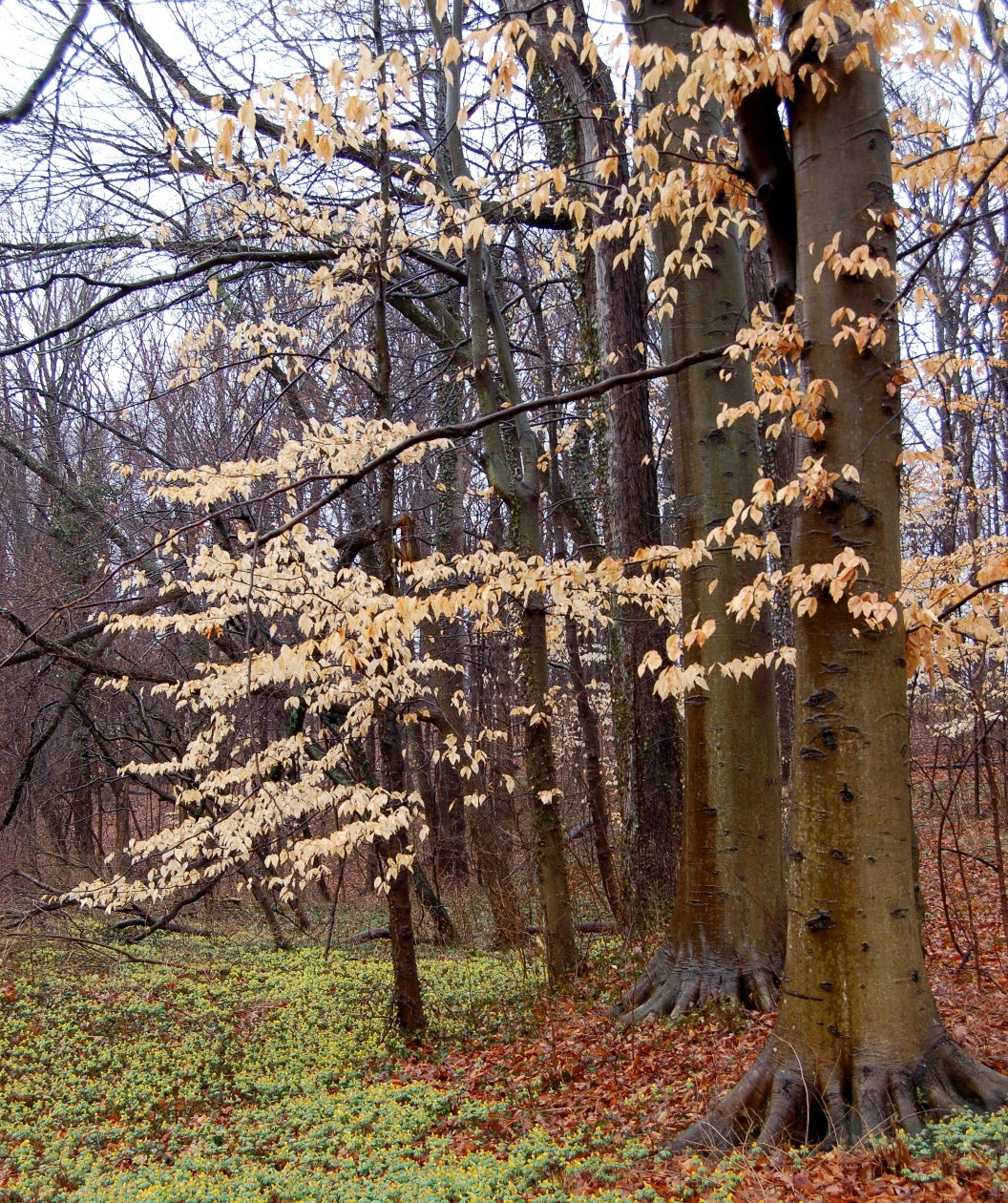 Large American Beech trees in the forest in winter, holding on to their peach to bronze color foliage 
