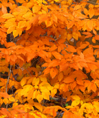 A close up of the American Beech leaves in fall, showing off their yellow, bronze and orange colors