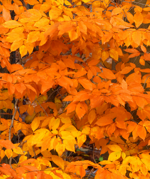 A close up of the American Beech leaves in fall, showing off their yellow, bronze and orange colors