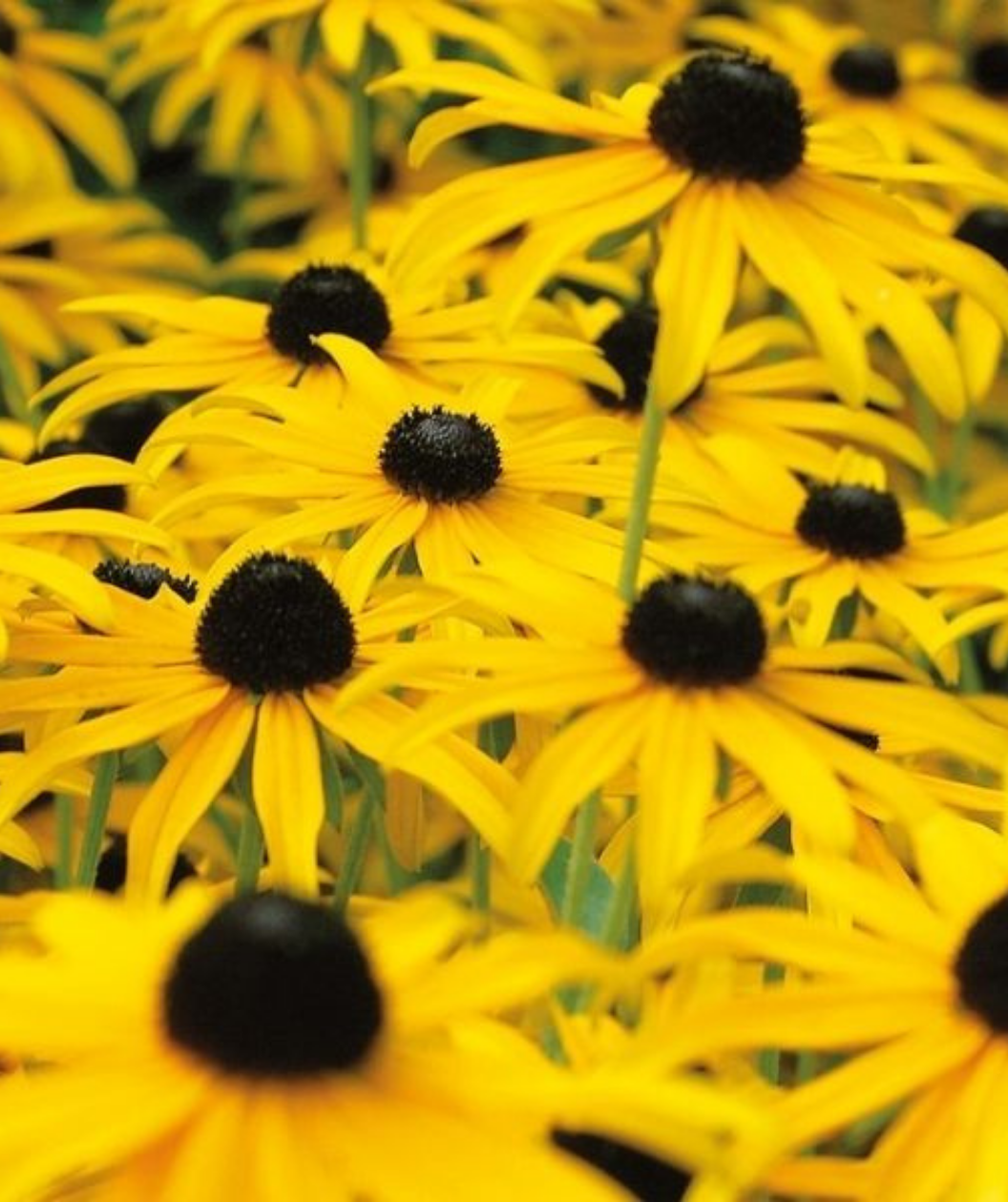 American Gold Rush flowers