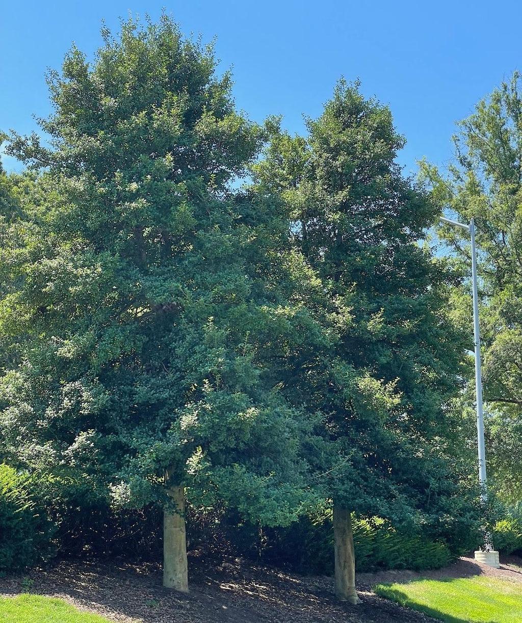 Two American Holly trees planted in a landscape, slightly pyramidal growing tree with pointy green evergreen leaves