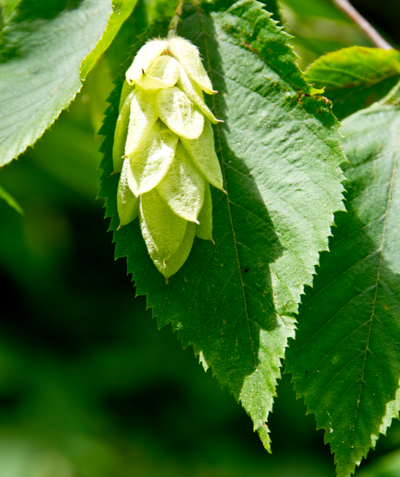 A close up of the pale-green hop-like fruit of the American Hop Hornbeam resting against the dark green foliage