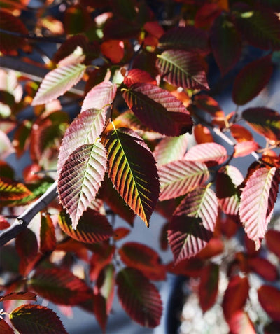 A closeup of the American Hornbeam's green foliage transitioning into the fall kaleidoscope of reds, oranges, yellows and purples