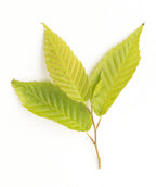 A closeup of the lime green, oval-shaped leaves of the American Hornbeam
